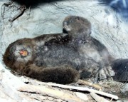 Thumbs/tn_022 Ein Biber und mit Junge 11022004.jpg